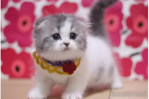 成約済の東京都のスコティッシュフォールド(折れ耳)-105725の6枚目